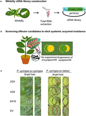 Transient Expression of Whitefly Effectors in Nicotiana benthamiana Leaves Activates Systemic Immunity Against the Leaf Pathogen Pseudomonas syringae and Soil-Borne Pathogen Ralstonia solanacearum